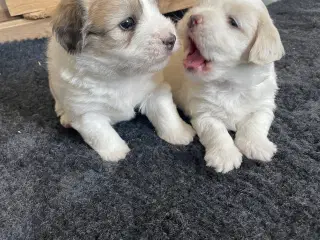 2 dejlige coton de tulear hvalpe søger nye familie