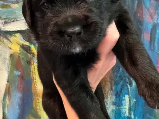Golden Retriever & Rottweiler mix