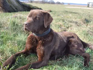 Brun Labrador med stamtavle udbydes til avl