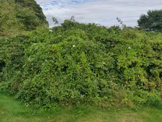 Gigantisk rododendron
