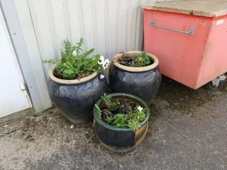 3 stk. krukker med planter