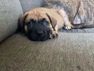 Presa canario blandings hvalpe