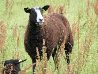 Zwartbles får+lam, M3, stamtavle, vac, klovsygefri