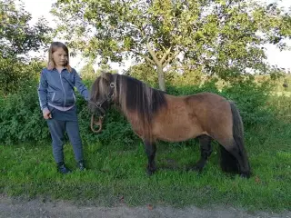 Shetlandsponyhingst