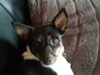 Blandingshund Jack Russell og dansk svensk gårdhun
