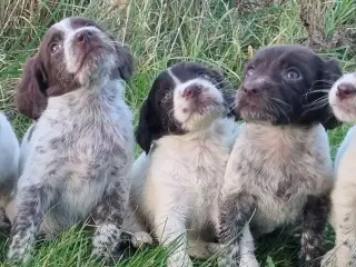 Sprocker og tysk langhåret
