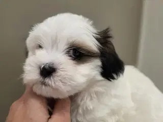 Boomer hvalpe 