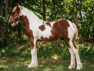 Smukt Irish cob hingsteføl 