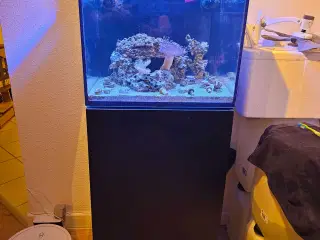 Red Sea AIO 75 liter saltvandsakvarie