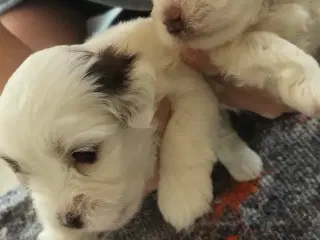 Coton de tulear hvalpe
