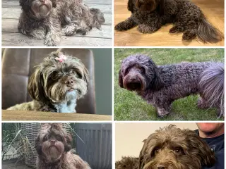 Bichon havaneser salgsklar uge 28