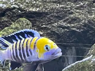 Cynotilapia Zebroides Cobwe (Afra Cobue) GRUPPE