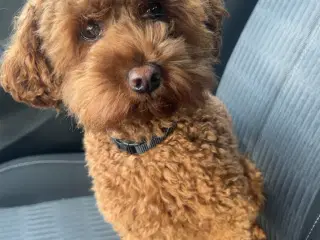 Kælen dværgpuddel søger nyt hjem 