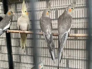 Nymfeparakitter