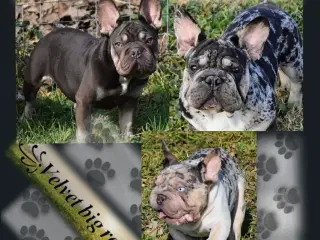 Fransk bulldog. NEDSAT!