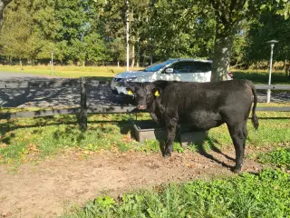 Angus foldtyr købes eller lejes