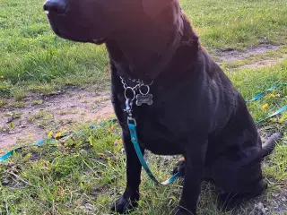 Labrador, 6 år