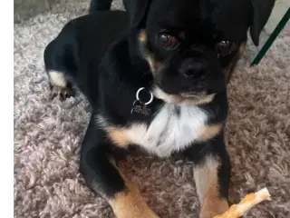 Hund (mops blanding) søger nyt hjem 