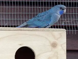 Pennant han min 2 år 