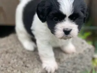 Bichon havanais/Cavalier King Charles Spaniel