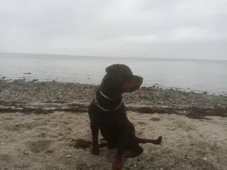 Rottweiler hvalp søges! 
