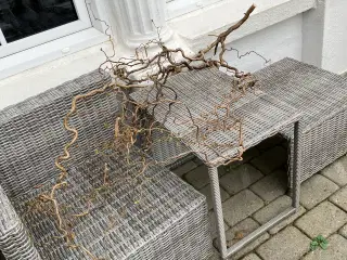 Troldegrene  nyklippet 