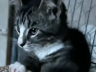 Killing