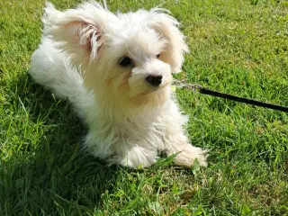 Sød Bichon Maltese tæve – 5 måneder gammel