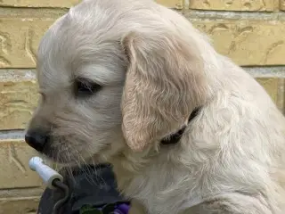 Golden Retriever /labrador hvalpe