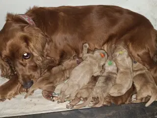 Cocker spaniel hvalpe