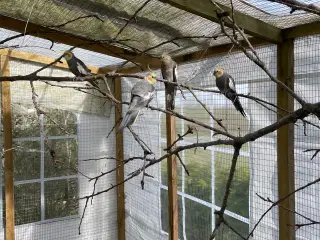 Grå nymfeparakitter unger fra 2025