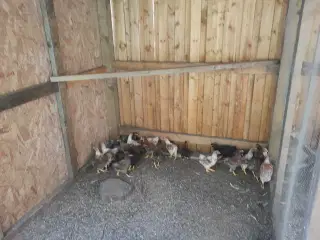 Dværg wyandotter 