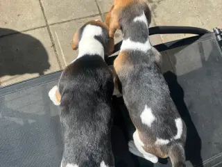 4 Beagler Hvalper