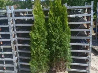 30 stk. Conifers Thuja Smaragd 150-175 cm.
