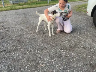 Dansk svensk Gårdhund