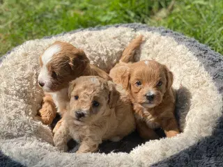 Maltipoo / cotonpoo hvalpe