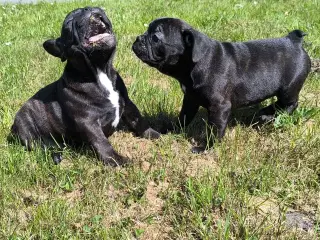 DK fineste fransk bulldog hvalpe !!!!!!