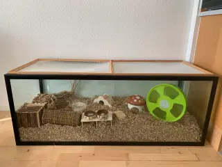Hamster bur + guldhamster 