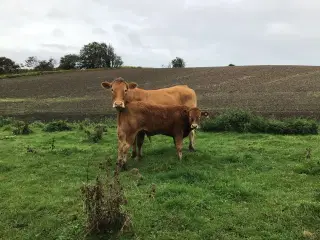 Limousine køer evt. med kalv ved siden