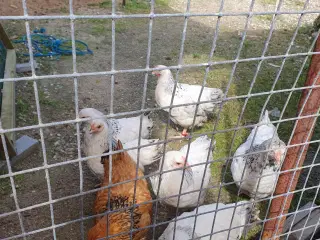 Have høns 