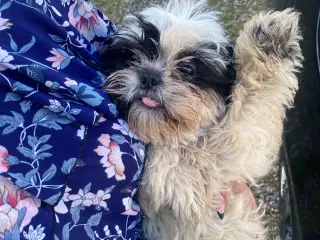 Shih Tzu Hvalpe 3 mdr Gamle