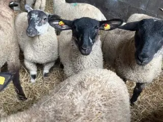 Lam til salg i 6818 Lam på cirka 3 måneder i 6818