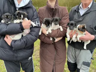 Dansk svensk gårdhunde hvalpe sælges