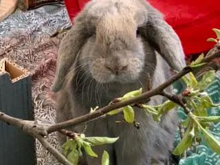 Mini lop….:…Super skønne Milo