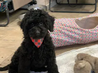 Golden Doodle F1B pige er helt rejse klar nu !