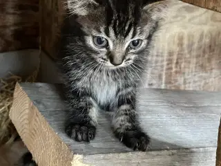 Kattekilinger