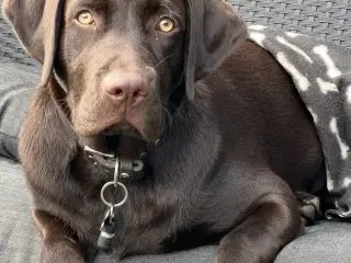 Brun labrador 