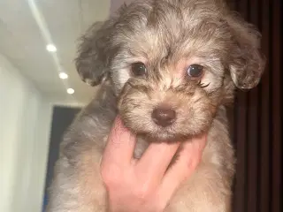 Maltipoo 