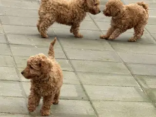 🐾✨ Skønne Maltipoo hvalpe klar mellem jul & Nytår