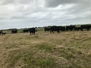 Sort Angus besætning